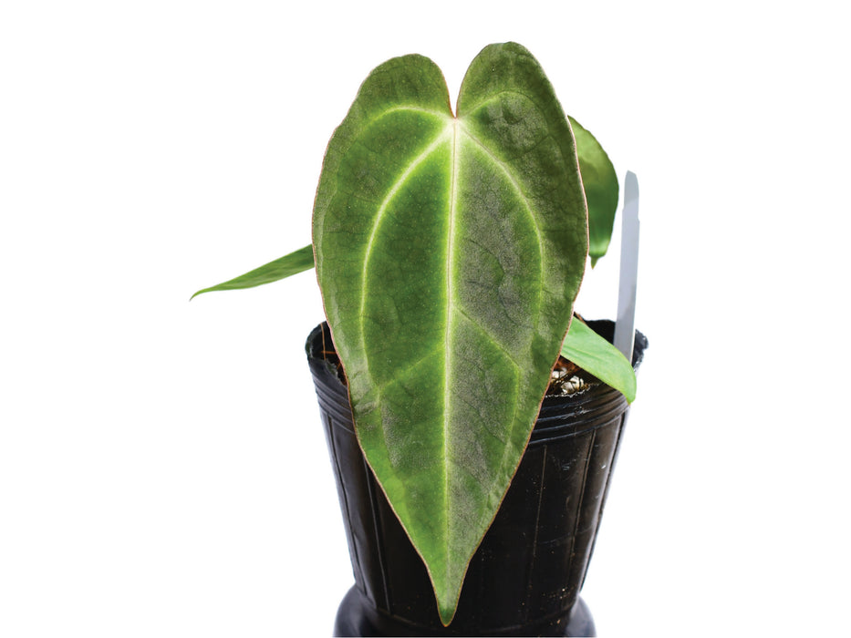 Anthurium Crystal Sky seedling