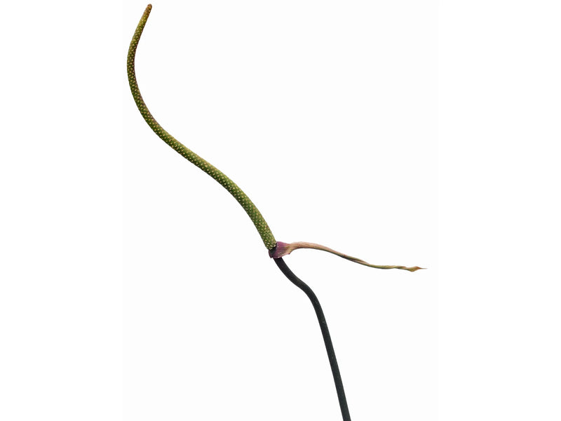 Anthurium Crystal Sky