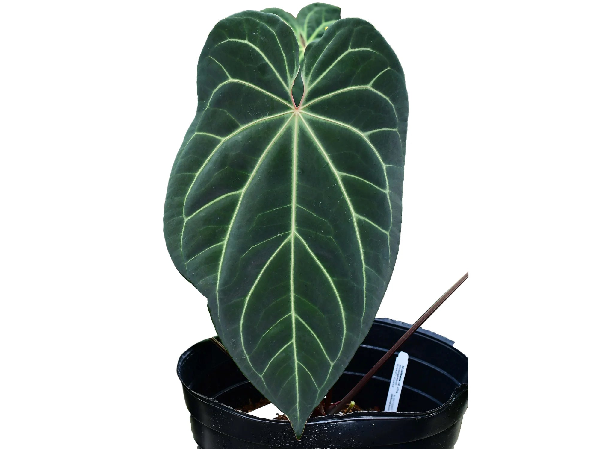 anthurium crys Anthurium Crystal Sky
