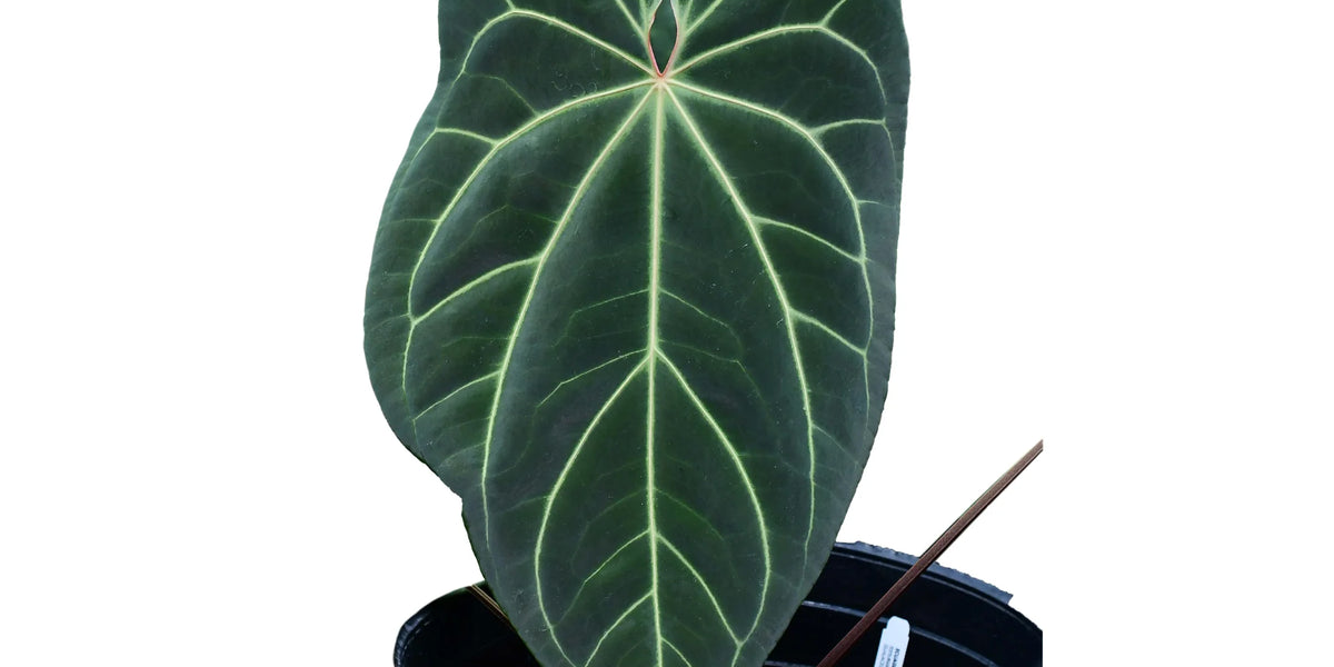 anthurium atlas Anthurium Crystal Sky — Ecuagenera Orquídeas del Ecuador