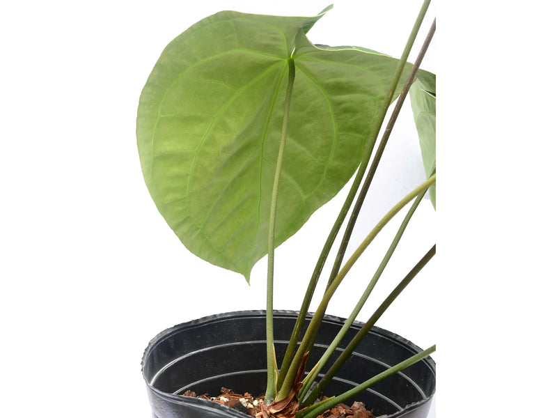 Anthurium Crystal Sky