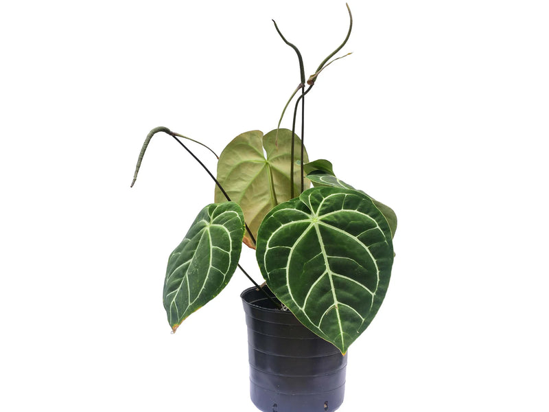 anthurium atlas Anthurium Crystal Sky