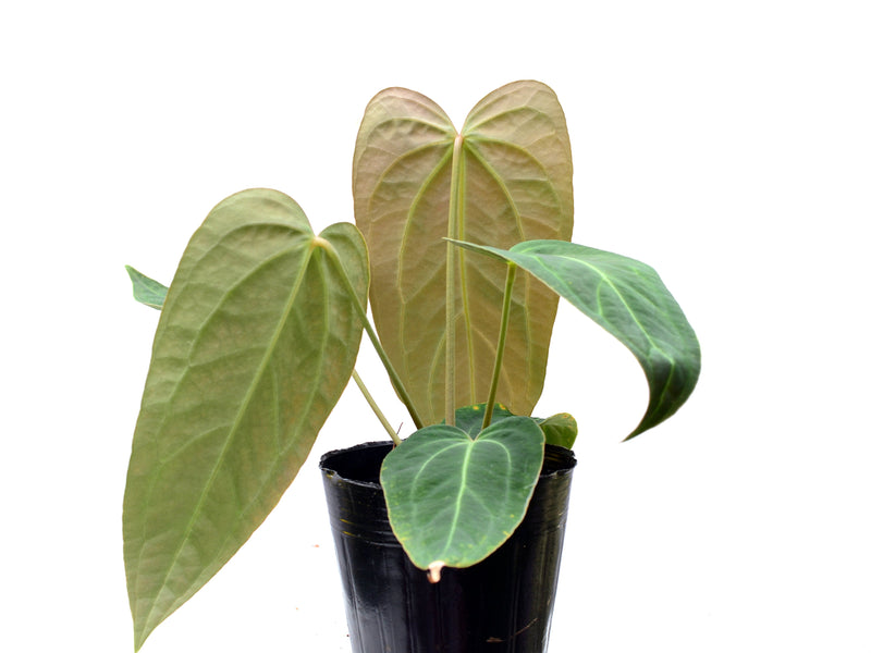 Anthurium Crystal Sky x Anthurium Cuyabeno soul