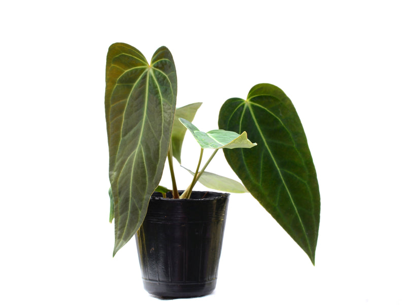 Anthurium Crystal Sky x Anthurium Cuyabeno soul