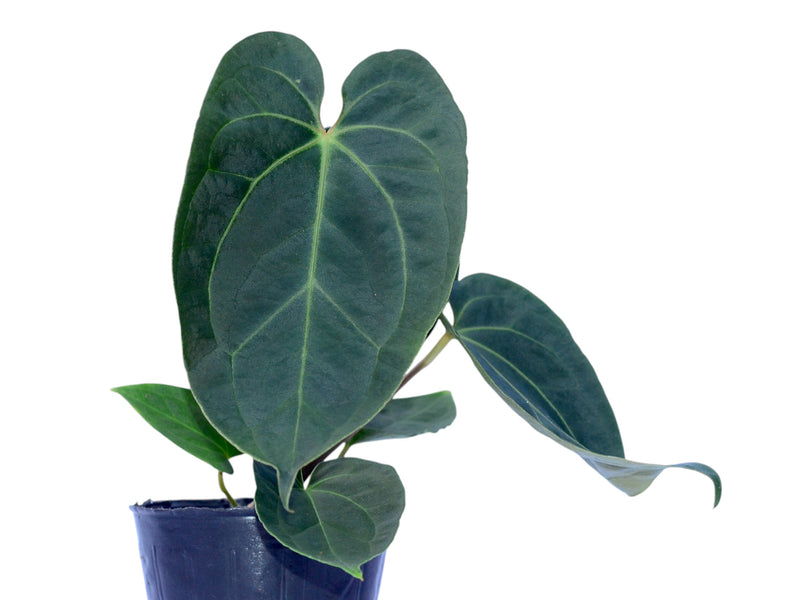 anthurium lavinia Anthurium Besse's Blue Sky x Anth. Lavinia