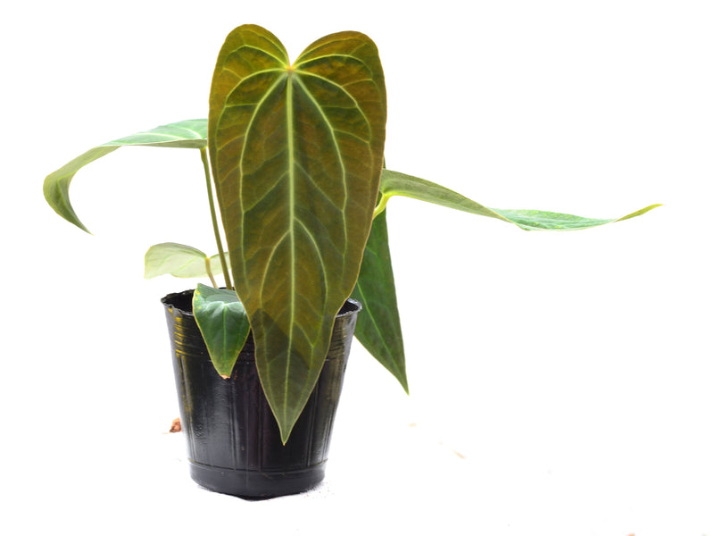 Anthurium Crystal Sky x Anthurium Cuyabeno soul