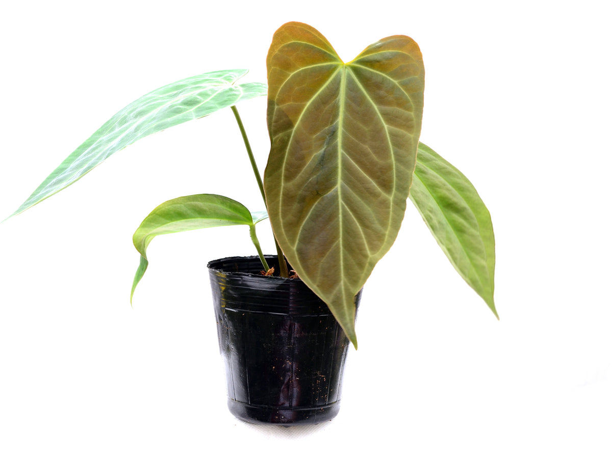 Anthurium Crystal Sky x Anthurium Cuyabeno soul