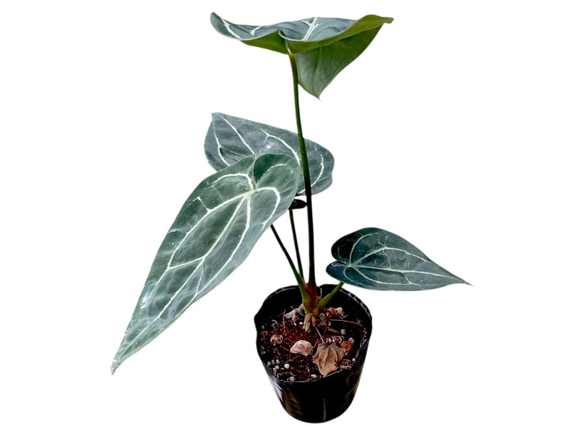 anthurium silver streak Anthurium Crystal Sky x Anthurium Silver Streak