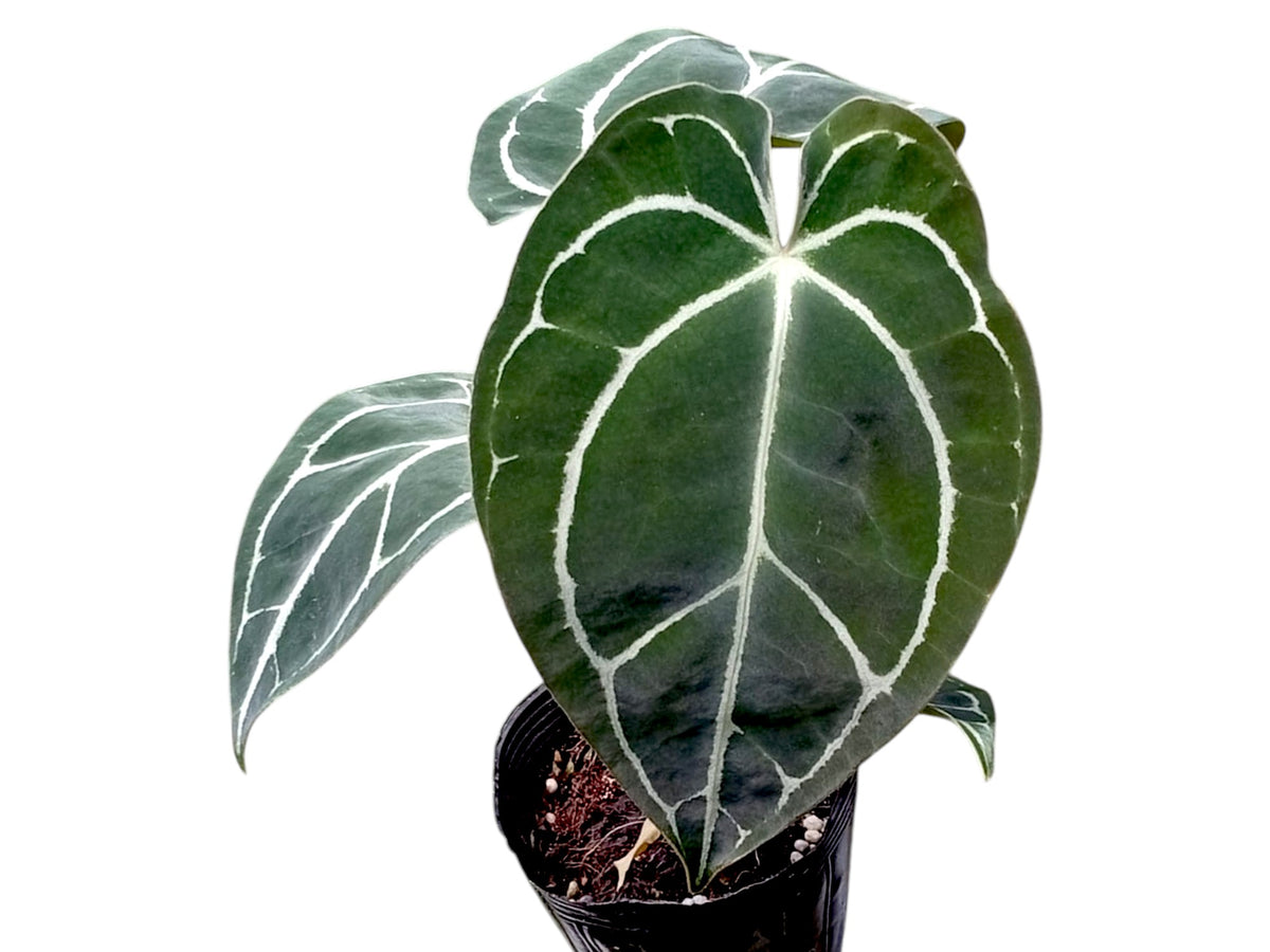 Anthurium_Crystal_Sky_x_Anthur