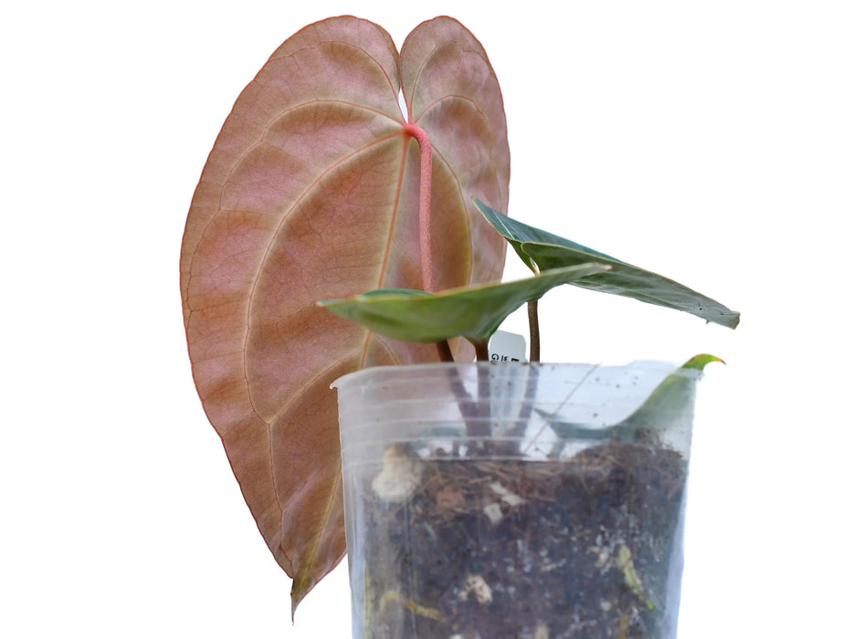 Anthurium Crystal Sky x Anthurium besseae aff