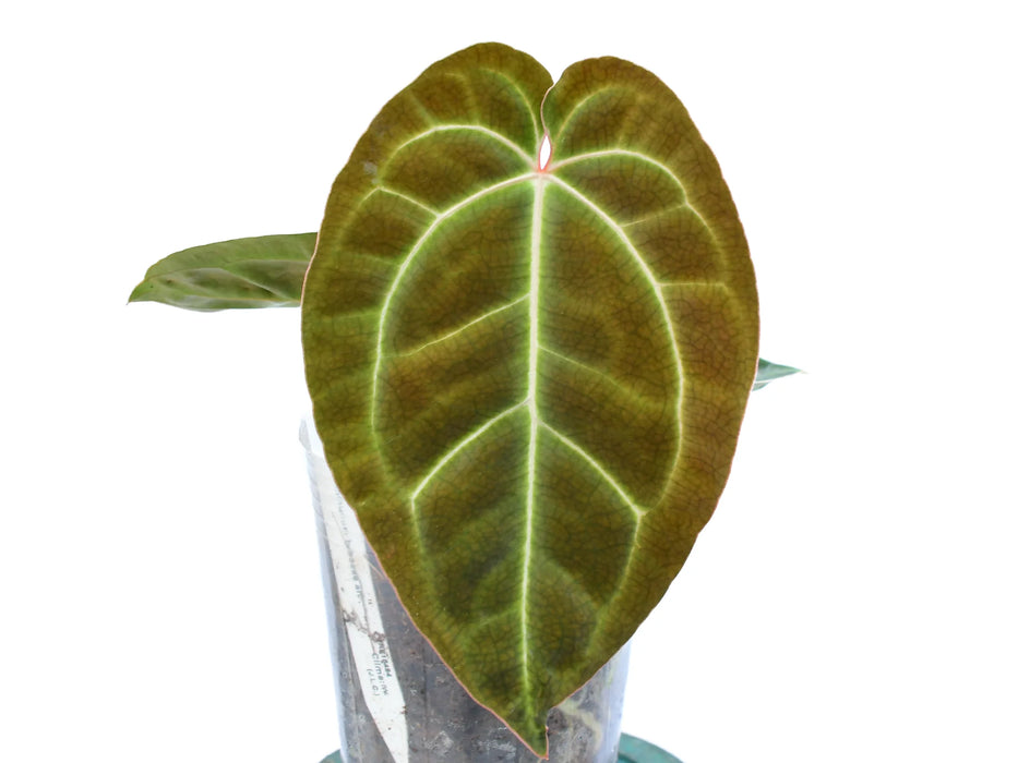 Anthurium Crystal Sky x Anthurium besseae aff