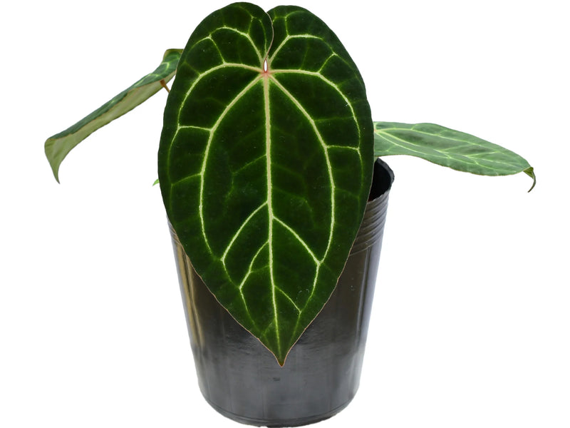 Anthurium Ecuagenera Jewel