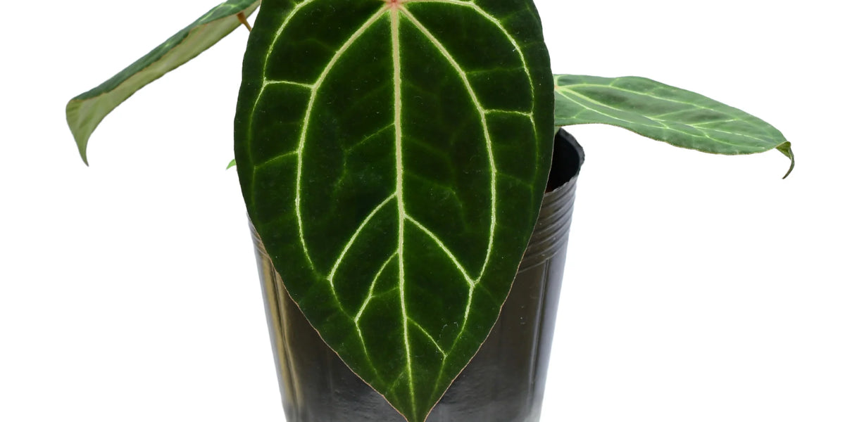 anthurium crystallinum adalah Anthurium Ecuagenera Jewel