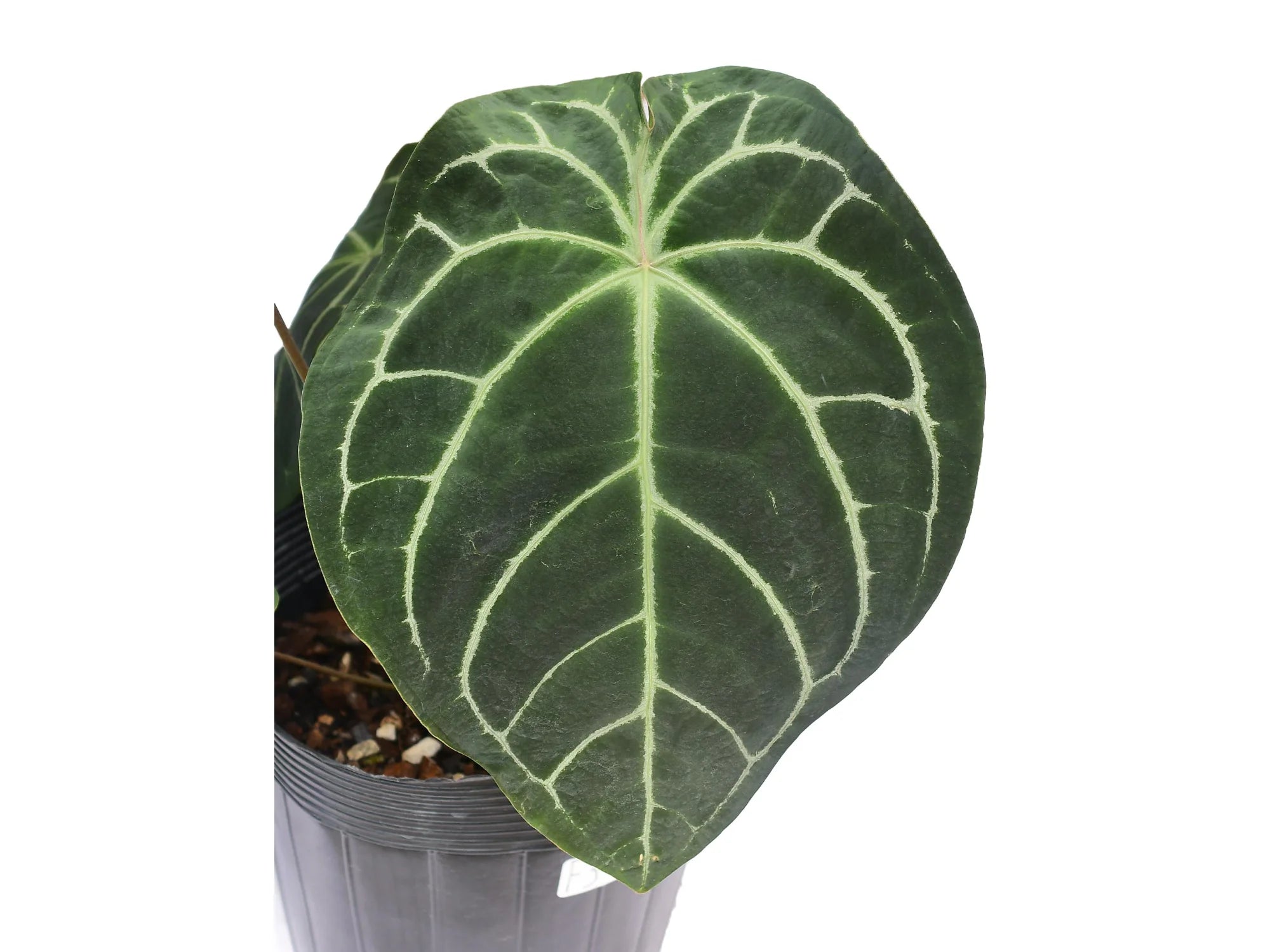 anthurium en espanol Anthurium Capibara