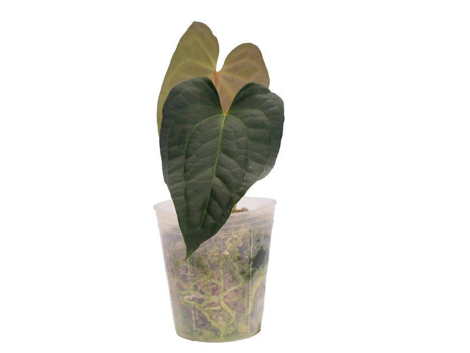 Anthurium Crystal Sky x Anthurium luxurians