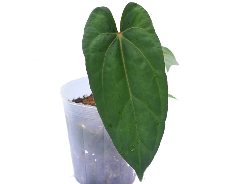 black leaf anthurium Anthurium Black Leaf Sky Ecuagenera