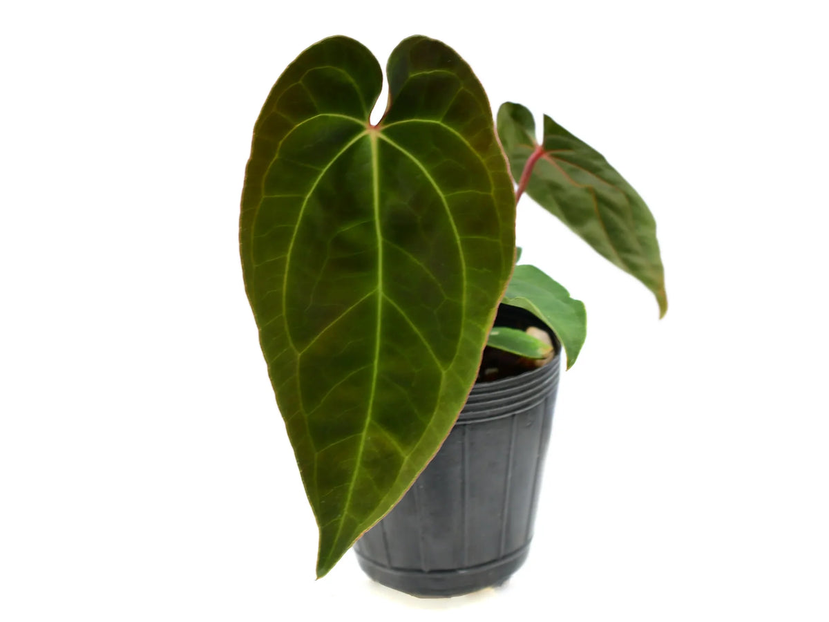 Anthurium Velvet Abyss — Ecuagenera Orquídeas del Ecuador