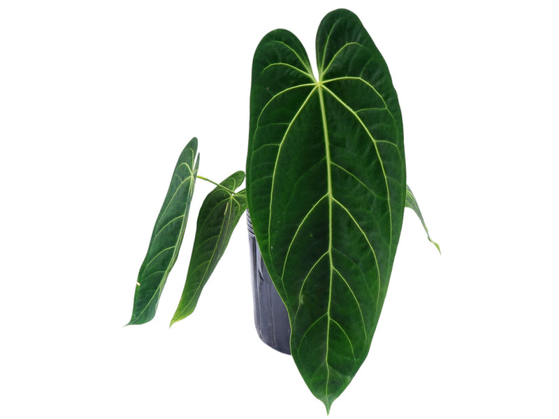 Anthurium Crystal Sky x Anthurium warocqueanum