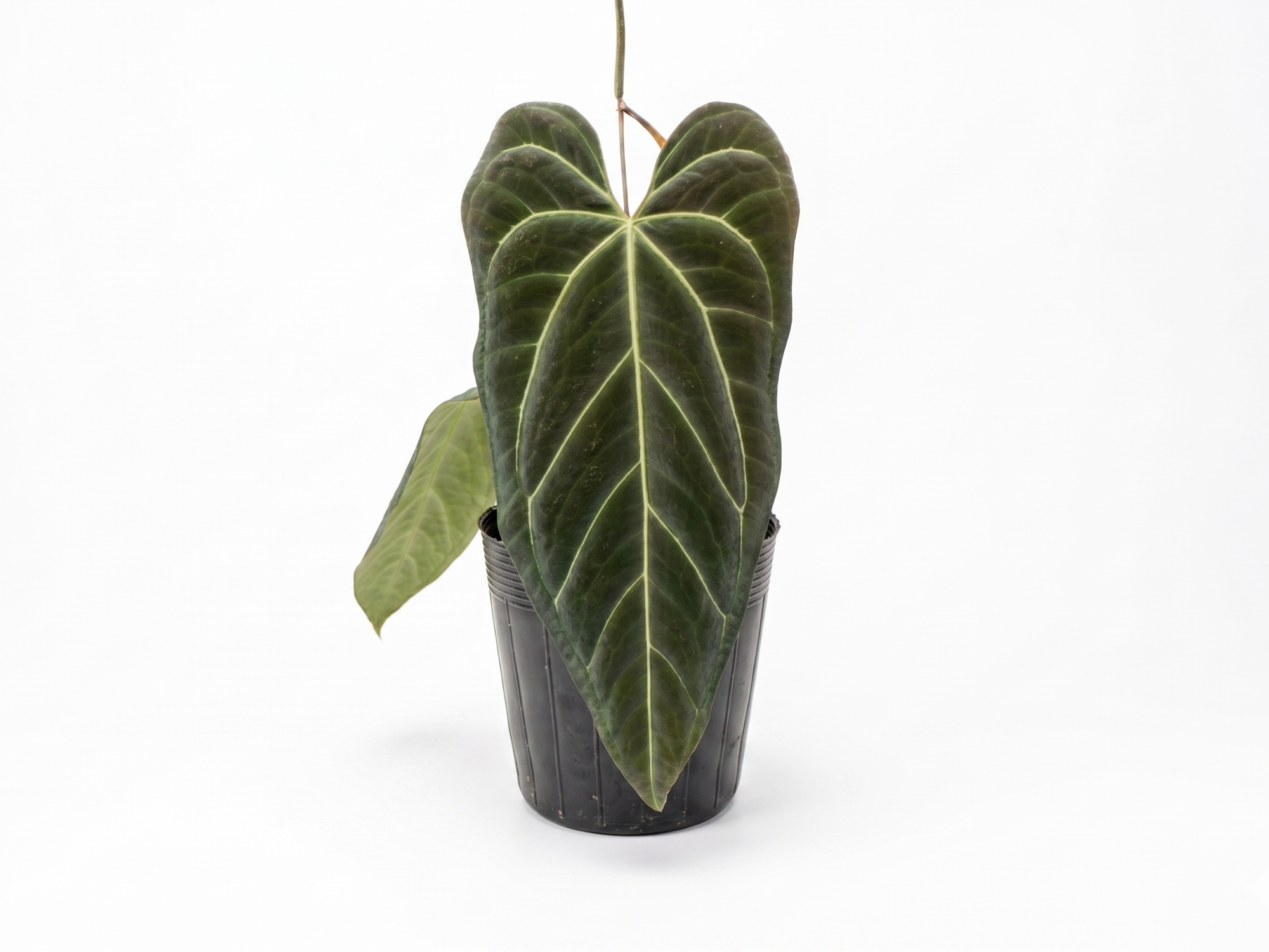 Anthurium Crystal Soul of the Andes