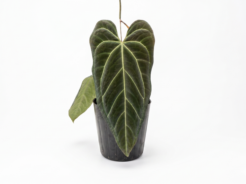 Anthurium Crystal Soul of the Andes