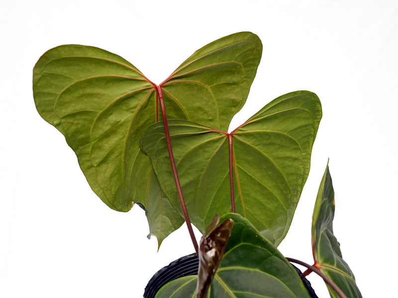 Anthurium Cuyabeno Ghost