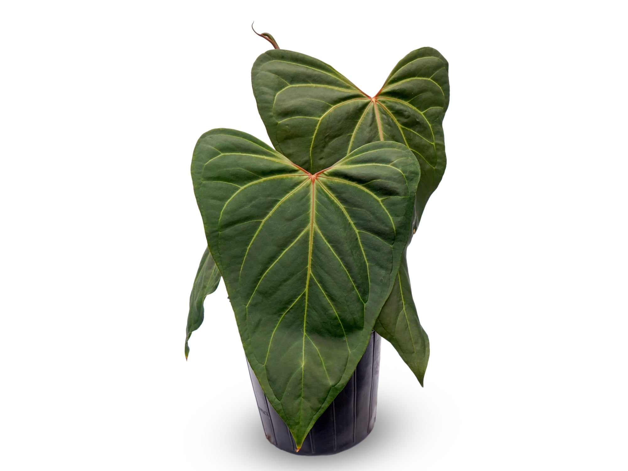 Anthurium Cuyabeno Ghost