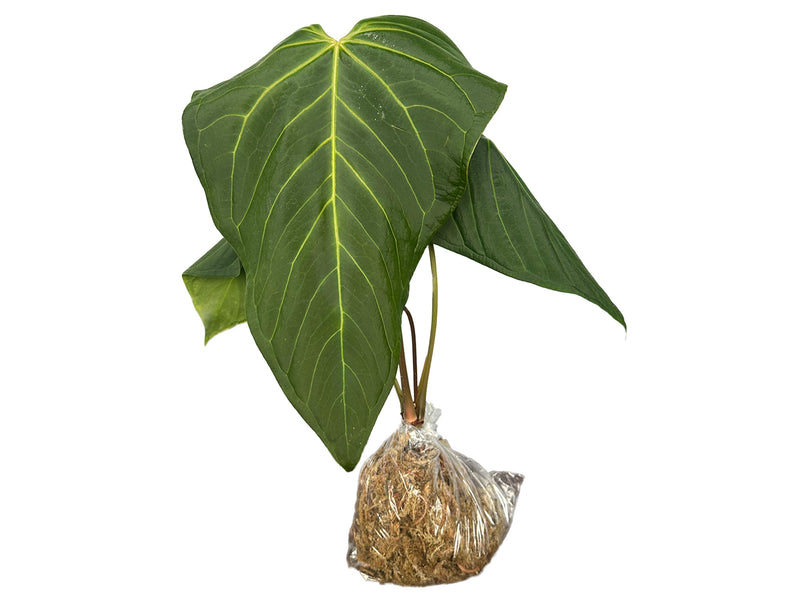 Anthurium Cuyabeno Soul