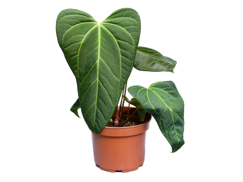anthurium melano Anthurium Cuyabeno Soul
