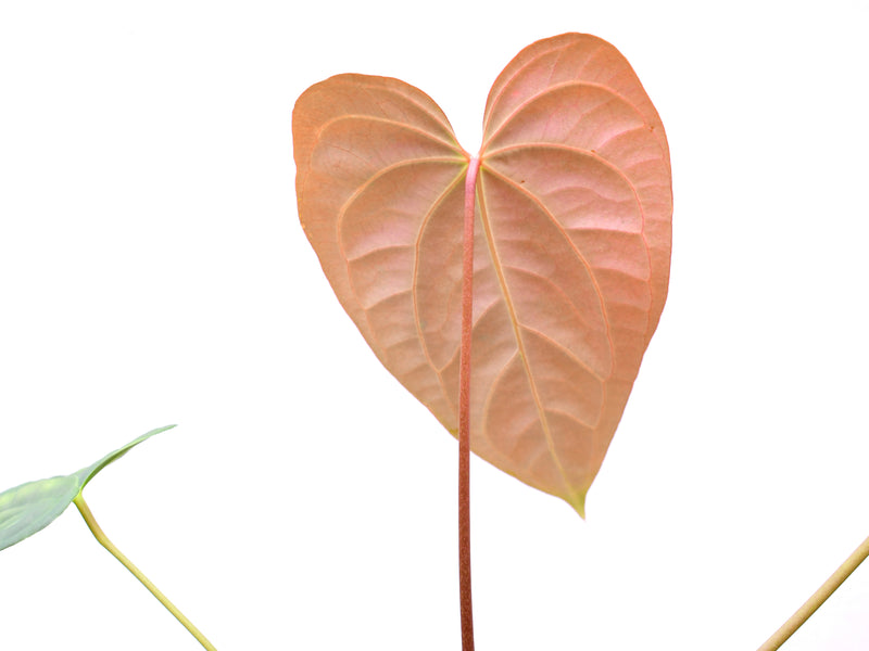 Anthurium Cuyabeno Soul x Anthurium Deborah Ward