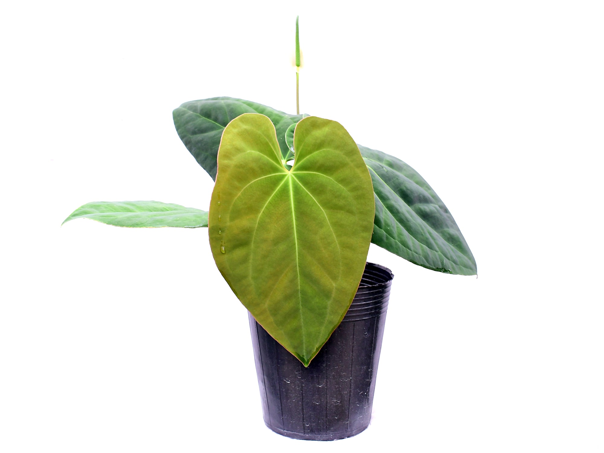 Anthurium Cuyabeno Soul x Anthurium Deborah Ward