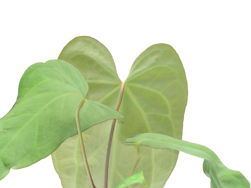 Anthurium Cuyabeno Soul x Anth. Andean Moon x (Anth. crystallinum)