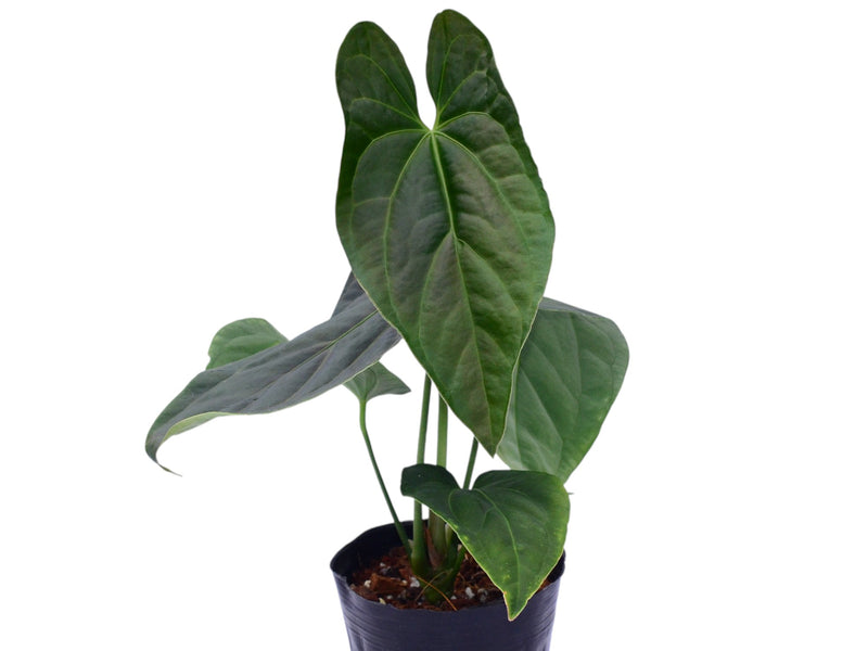 Anthurium Cuyabeno Soul x Anthurium Andean Moon