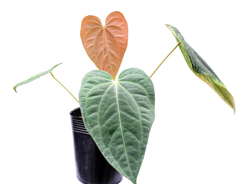 Anthurium Cuyabeno Soul x Anthurium Deborah Ward
