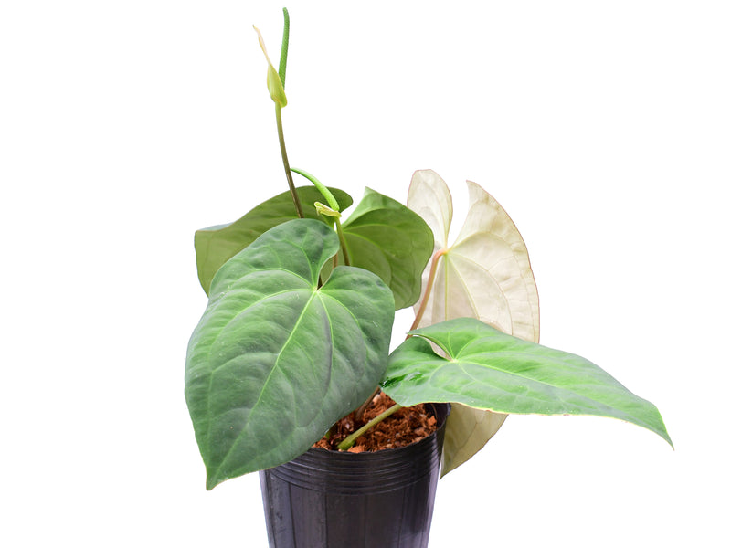 Anthurium Cuyabeno Soul x Anthurium Deborah Ward