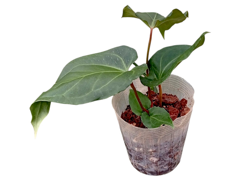 Anthurium Cuyabeno Soul x Anthurium Fantasy