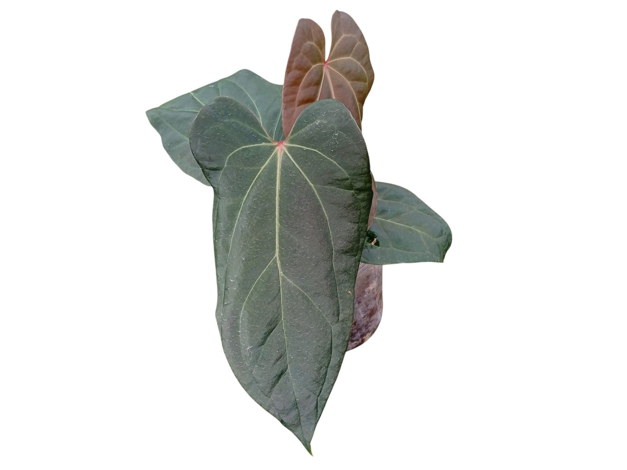 Anthurium Cuyabeno Soul x Anthurium Fantasy — Ecuagenera Orquídeas
