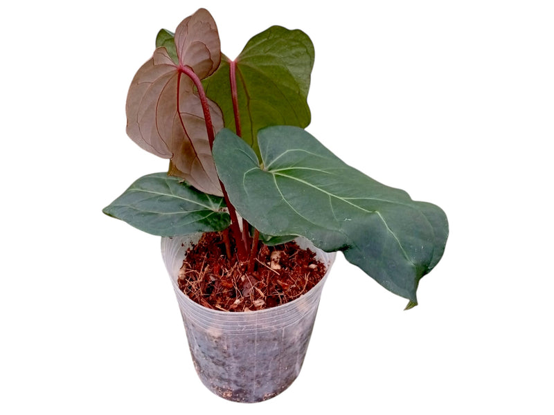 Anthurium Cuyabeno Soul x Anthurium Fantasy