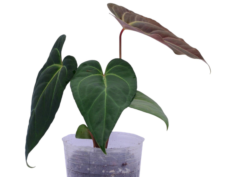 anthurium plants for sale in trinidad Anthurium Soul of Portilla — Ecuagenera Orquídeas del Ecuador