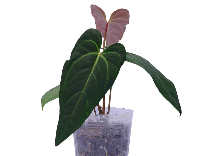 Anthurium Cuyabeno Soul x Anthurium Ingrid de Portilla