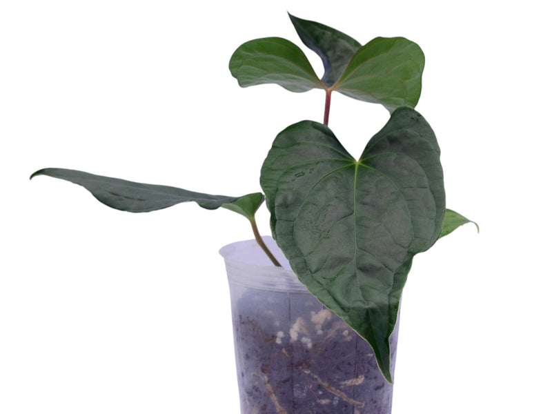 Anthurium Cuyabeno Soul x Anthurium Luxury Jungle