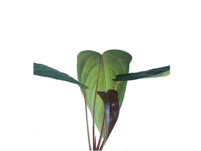 Anthurium Cuyabeno Soul x Anthurium moronense