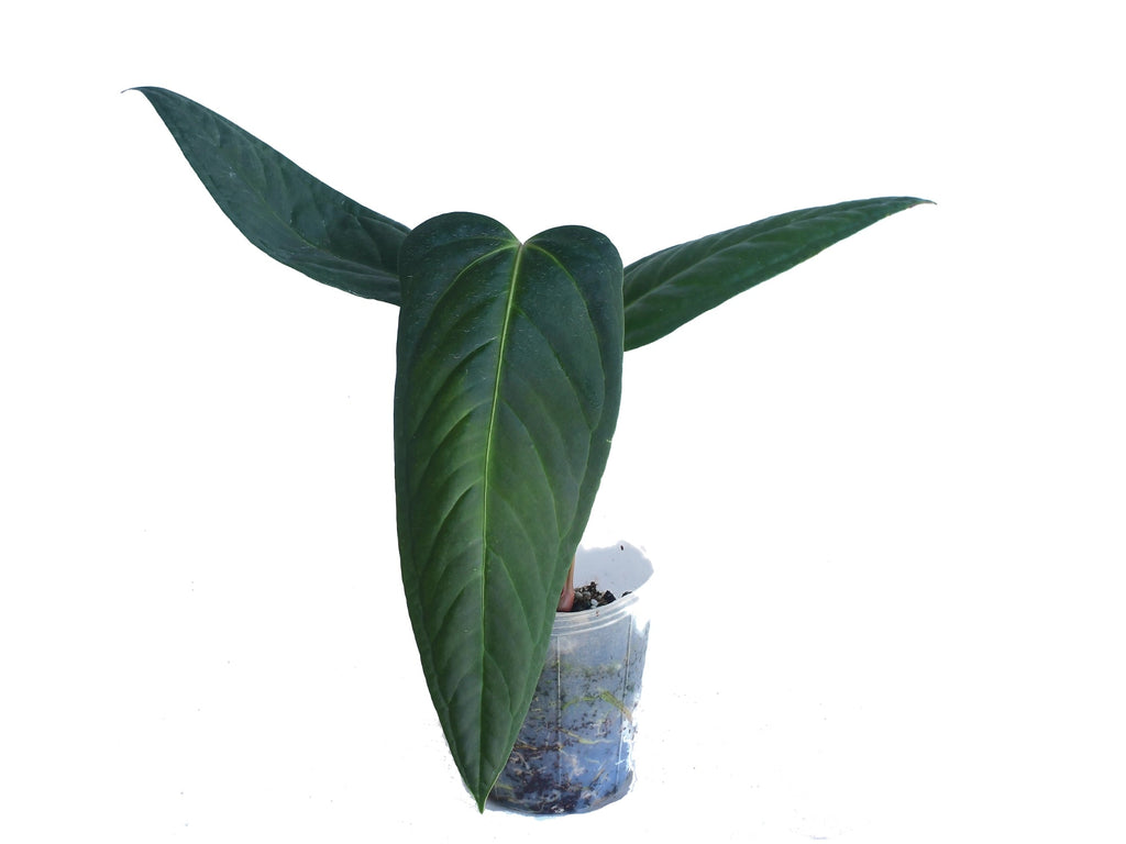 agave verlag Agave 'Impressive' - Agave impressa impressive main image 0