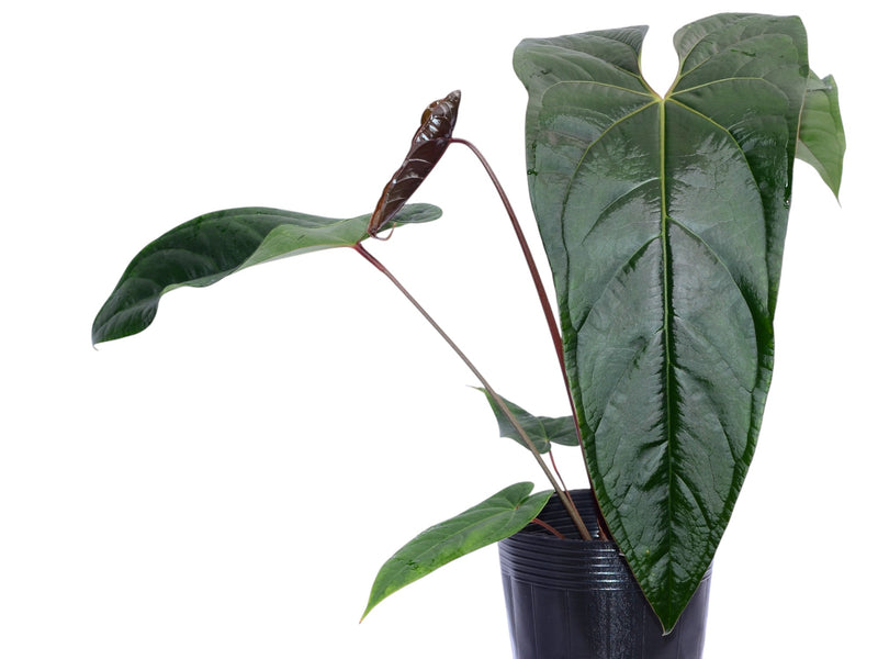 black anthurium plant Anthurium A Black Soul — Ecuagenera Orquídeas del Ecuador