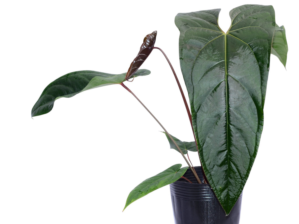 Anthurium A Black Soul
