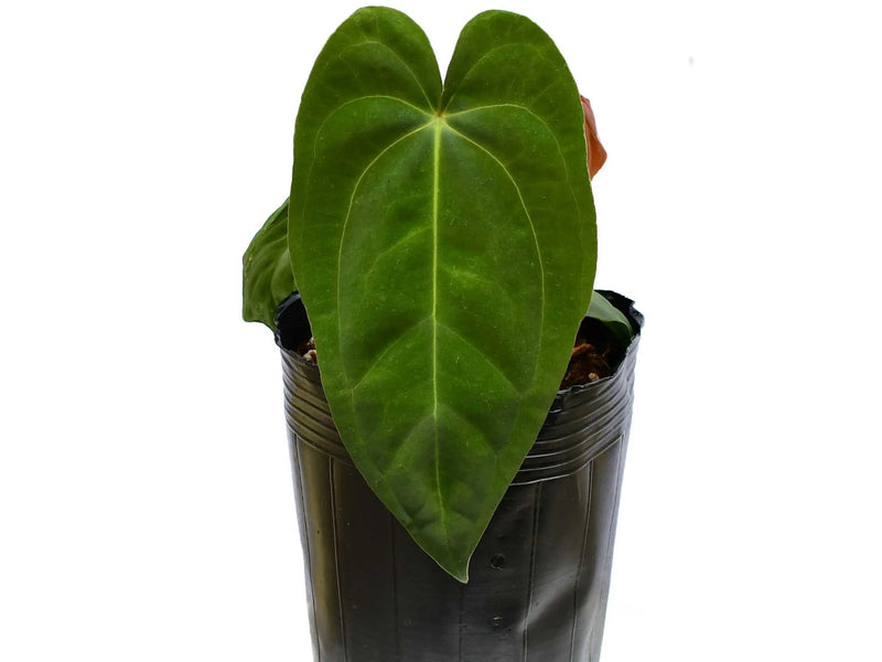 Anthurium Nocturne Plush