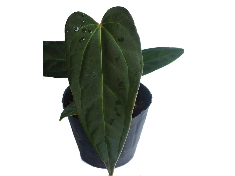 anthurium black leaves Anthurium Black Snake Soul
