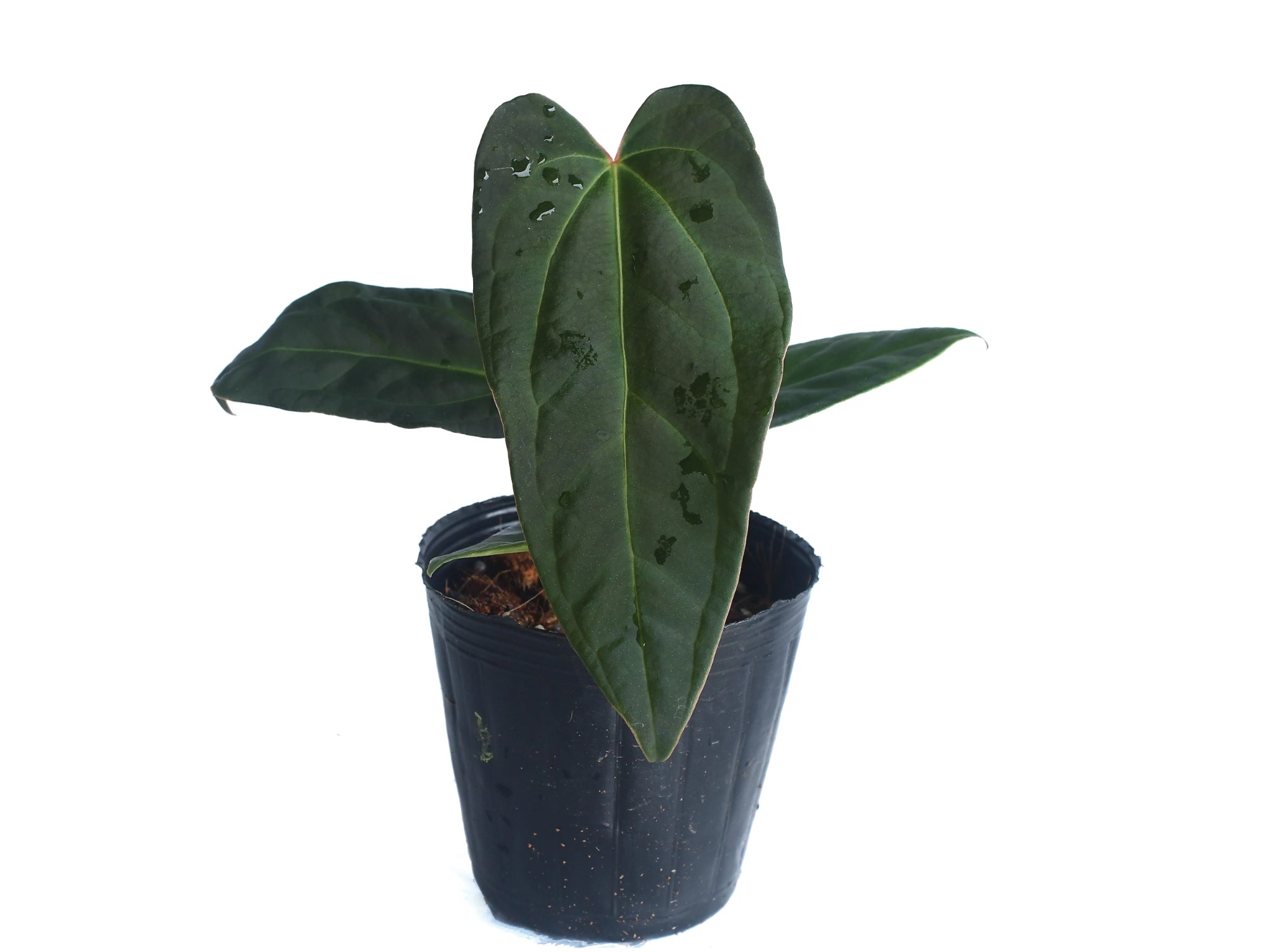 anthurium plant black Anthurium Black Snake Soul