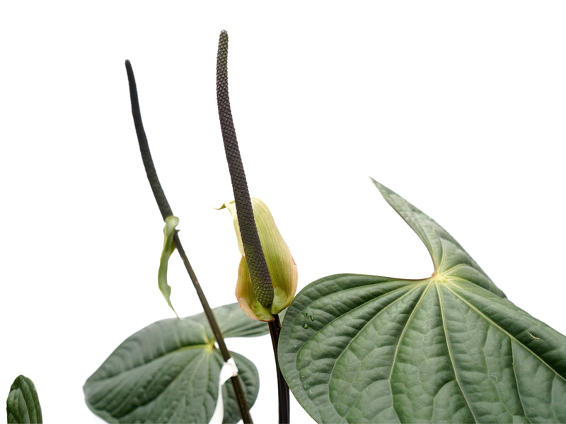 Anthurium Dark Duke