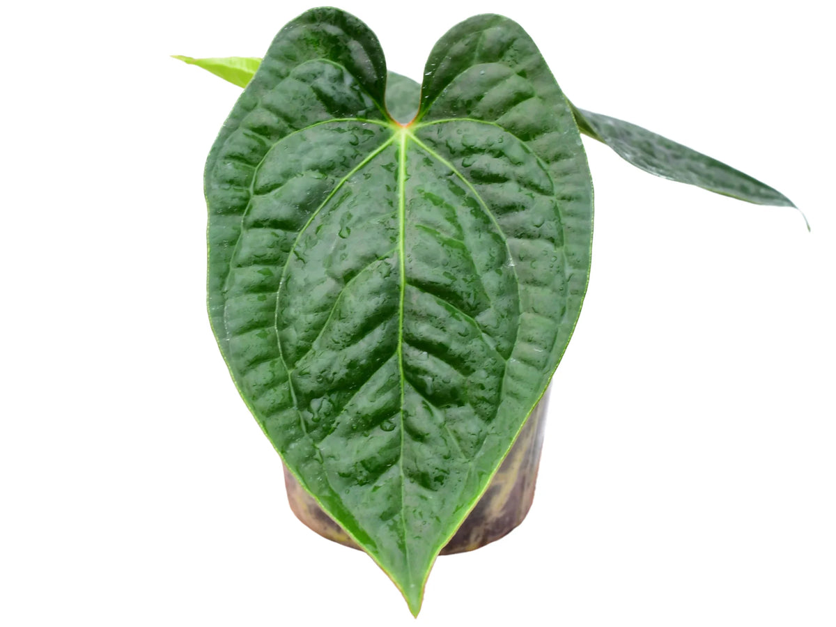 anthurium dark Anthurium Dark Duke — Ecuagenera Orquídeas del Ecuador