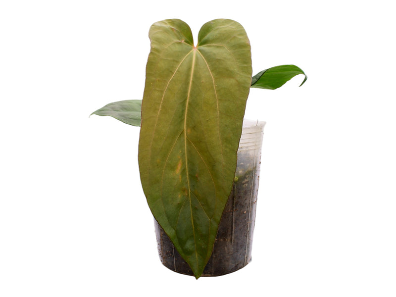 Anthurium David Dreams